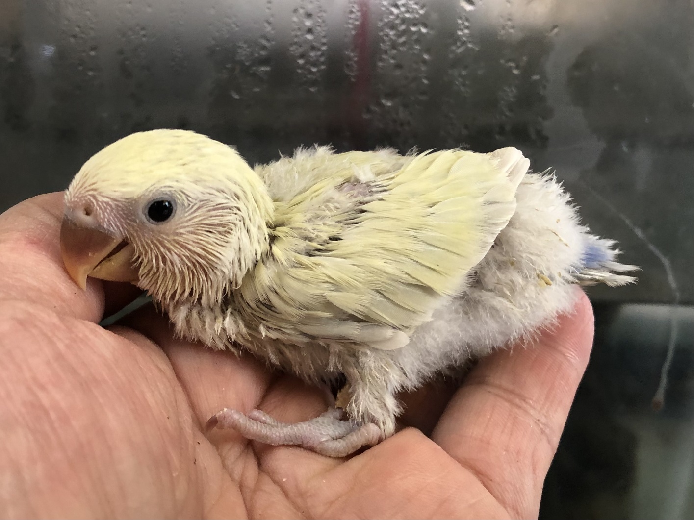 手乗り小桜インコ ポロロッカ足柄