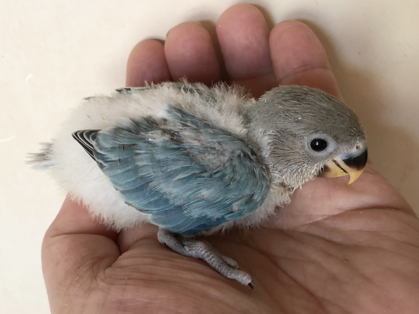 手乗り小桜インコ ポロロッカ足柄