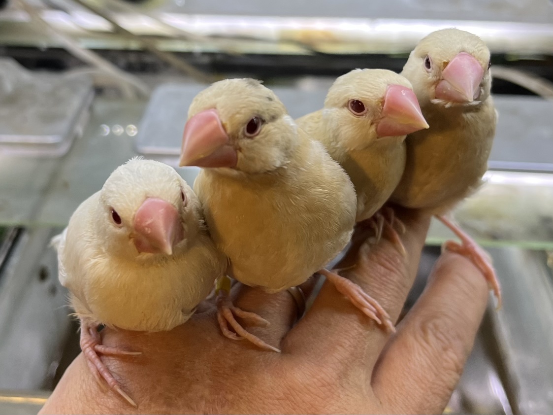 手乗り文鳥 ポロロッカ足柄