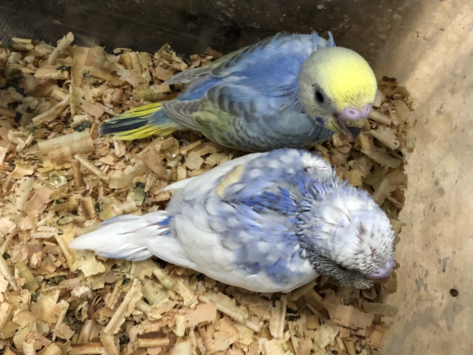 手乗りセキセイインコ ポロロッカ足柄