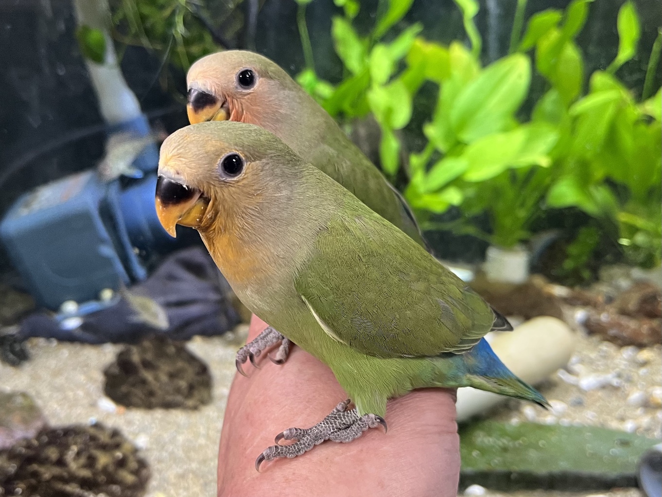 手乗り小桜インコ ポロロッカ足柄