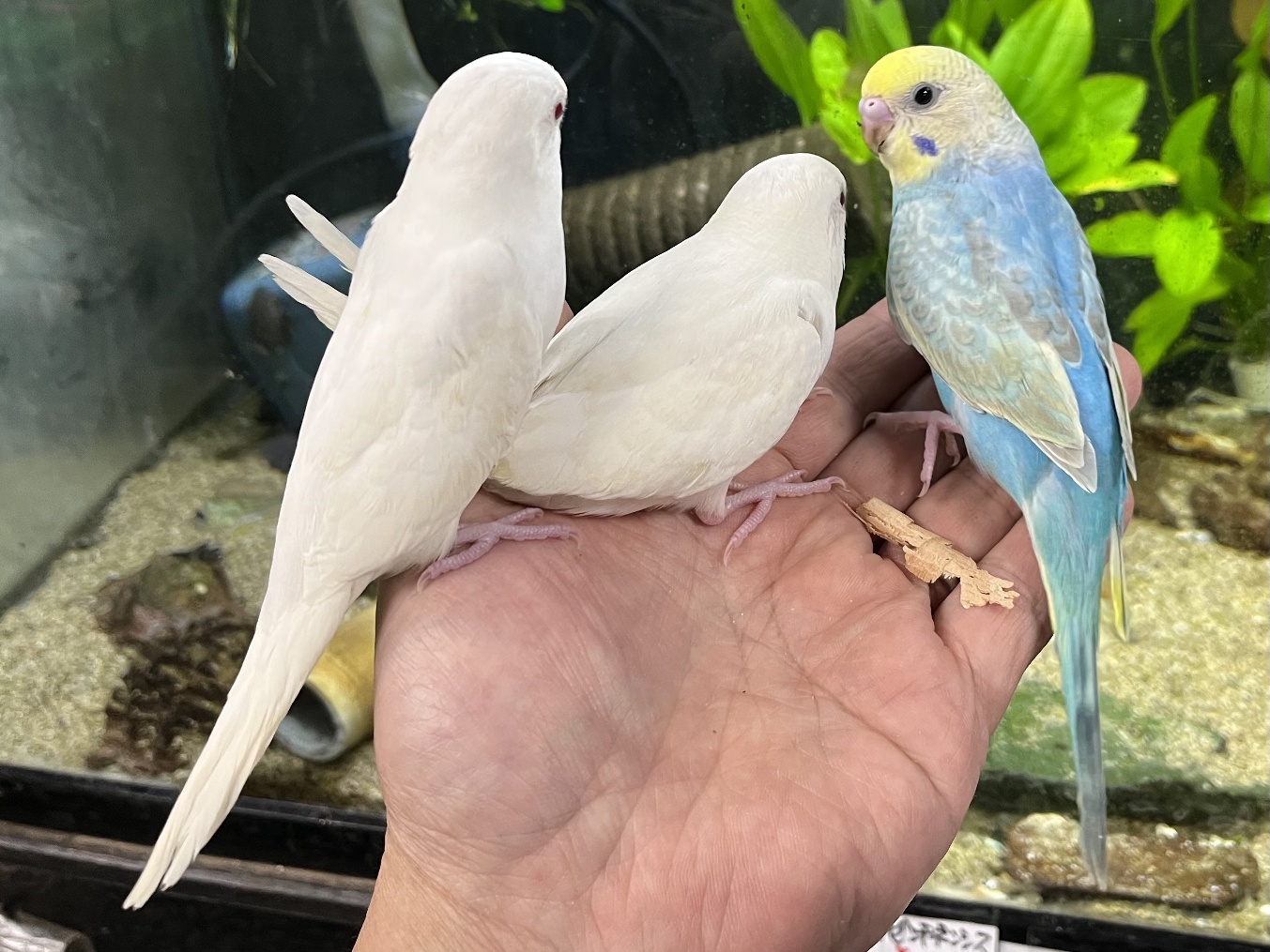 手乗りセキセイインコ ポロロッカ足柄