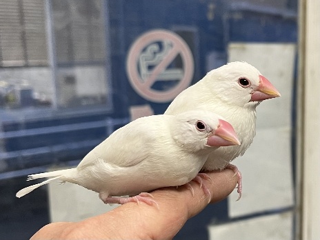 手乗り文鳥 ポロロッカ足柄