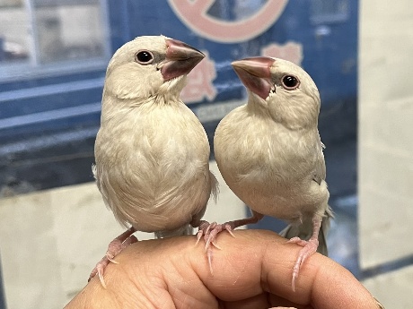 手乗り文鳥 ポロロッカ足柄