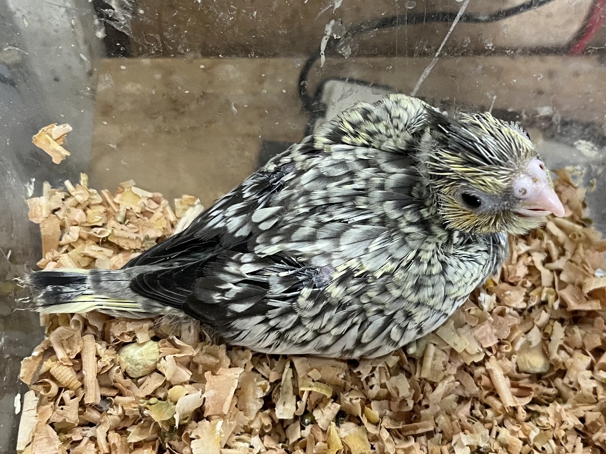 手乗りオカメインコ ポロロッカ足柄