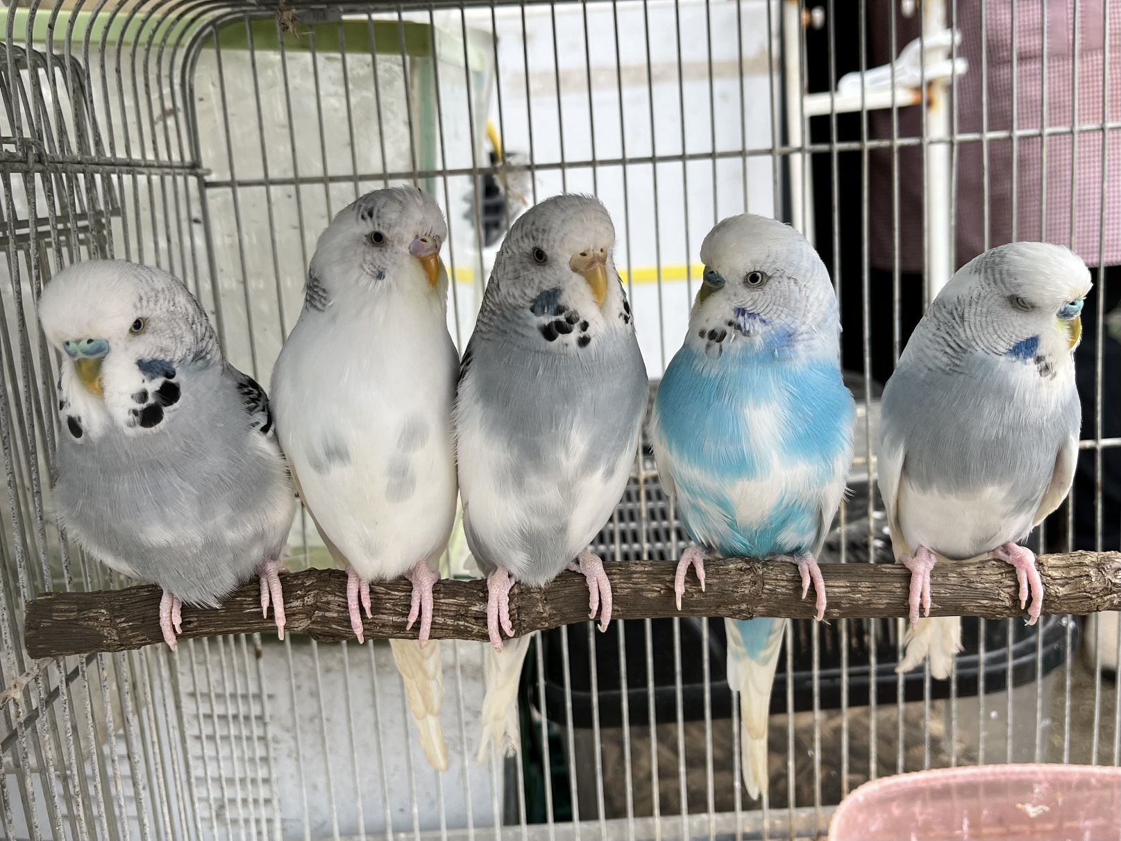 ジャンボセキセイインコ ポロロッカ足柄