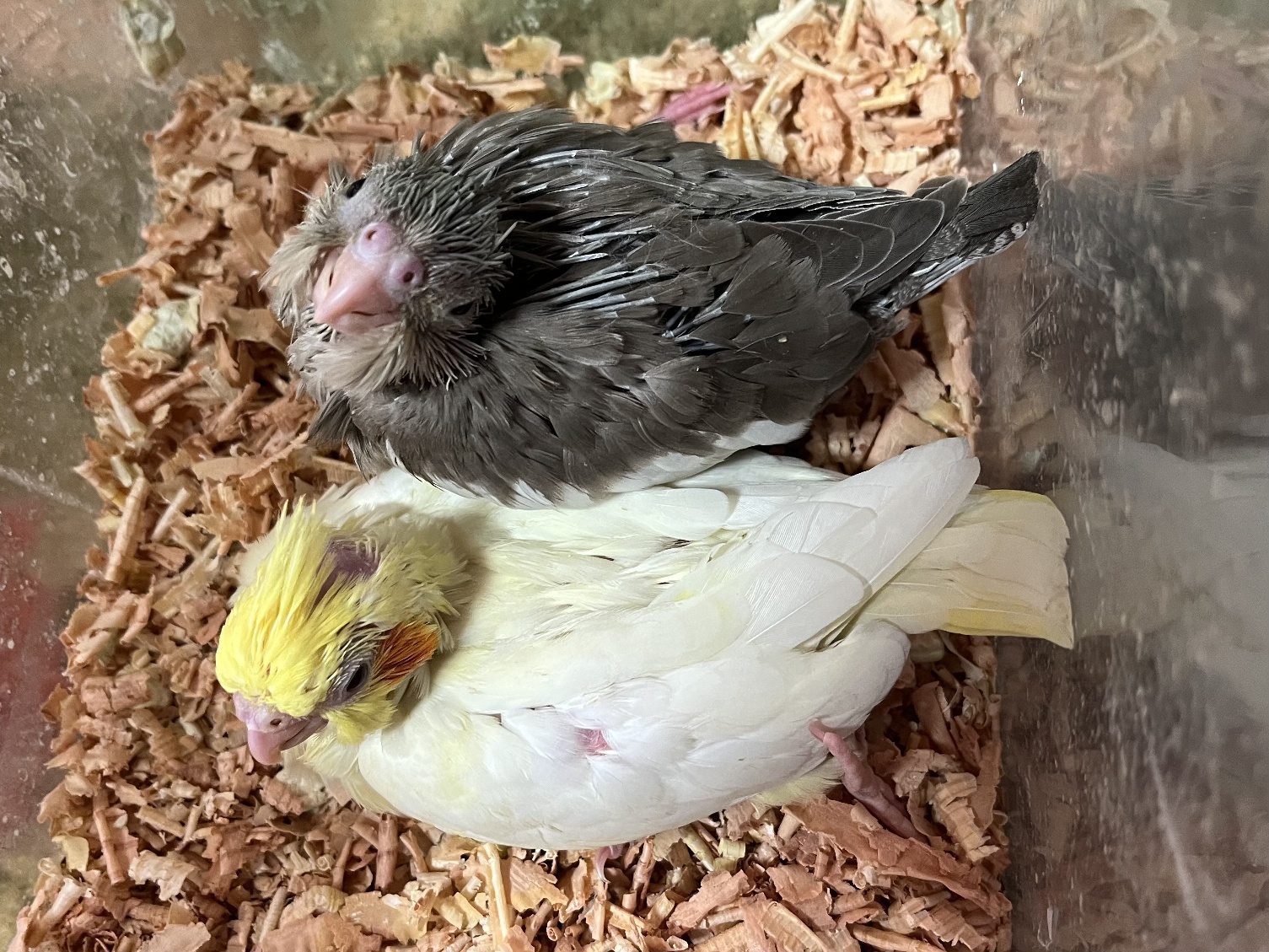 手乗りオカメインコ ポロロッカ足柄