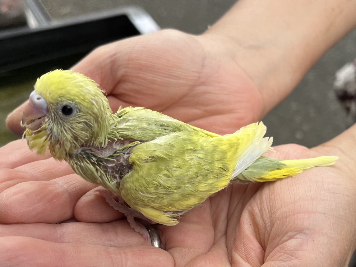 セキセイインコ ポロロッカ足柄