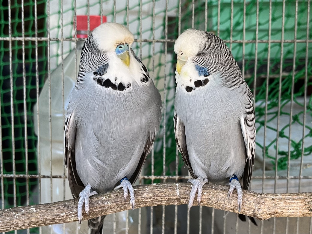 ジャンボセキセイインコ ポロロッカ足柄