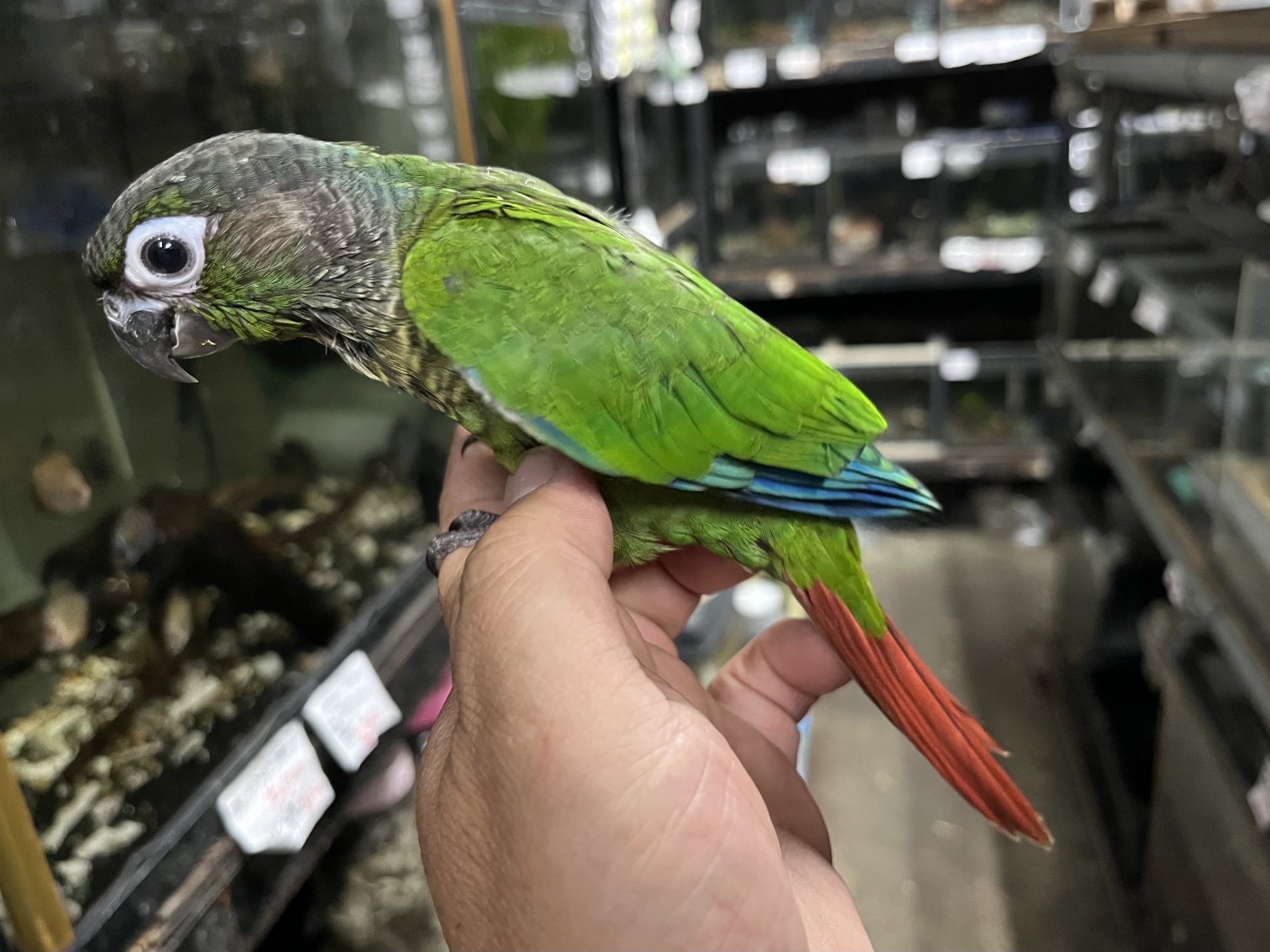 手乗りウロコメキシコインコ ポロロッカ足柄