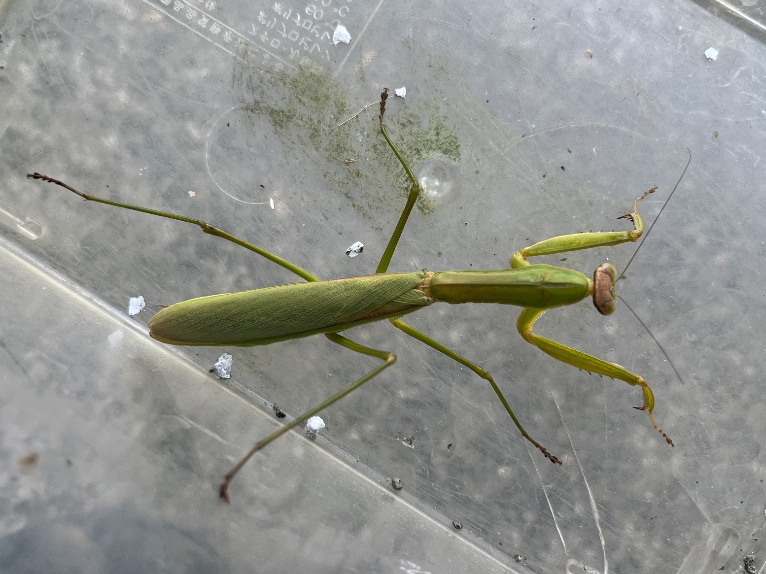 オオカマキリ ポロロッカ足柄