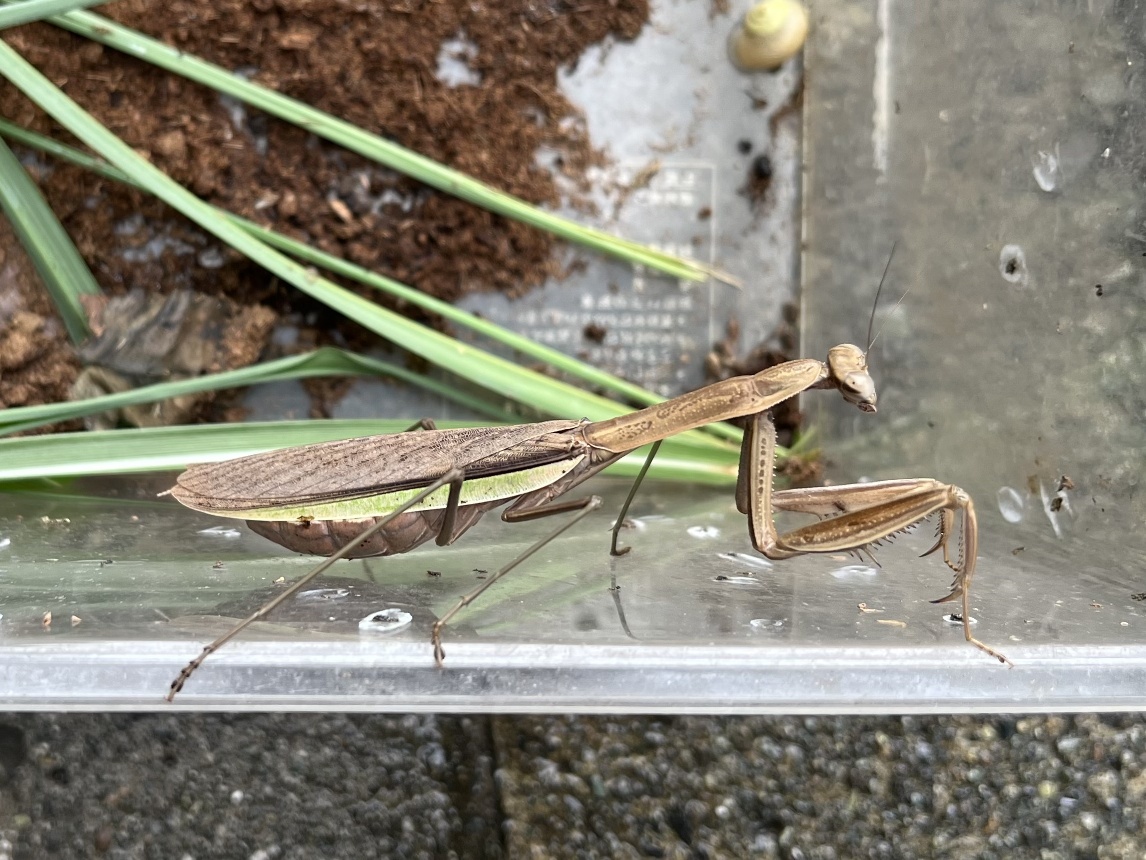 オオカマキリ ポロロッカ足柄