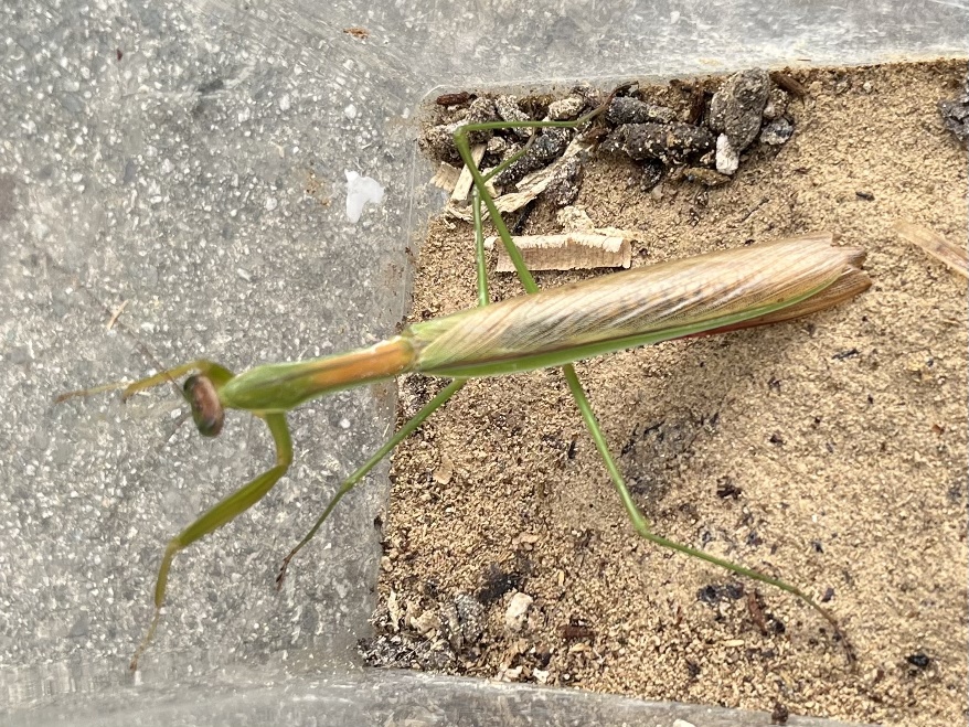 オオカマキリ ポロロッカ足柄