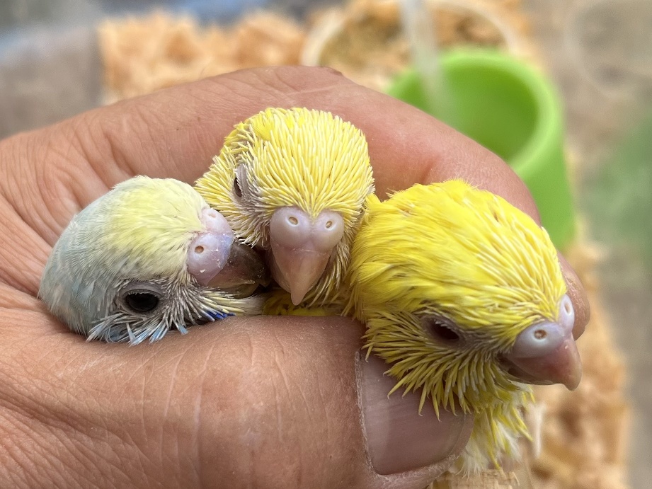 手乗りセキセイインコ ポロロッカ足柄