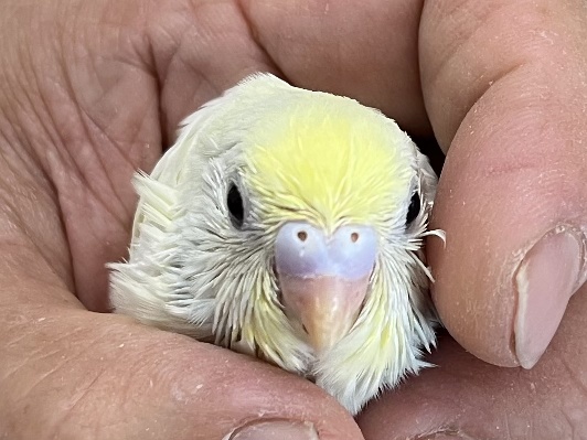 手乗りセキセイインコ ポロロッカ足柄