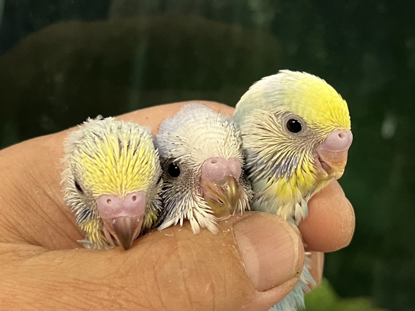 手乗りセキセイインコ ポロロッカ足柄