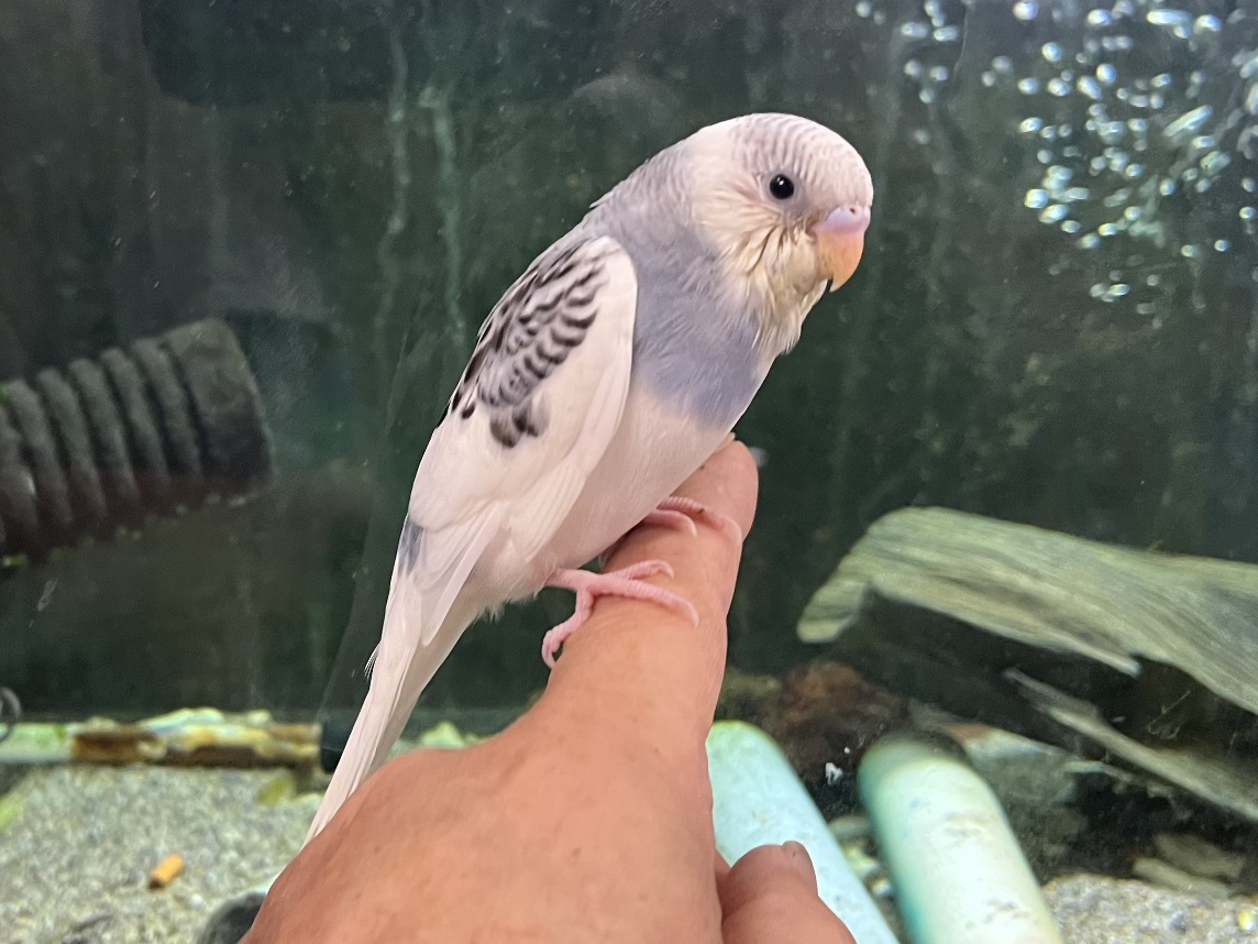 手乗りセキセイインコ ポロロッカ足柄