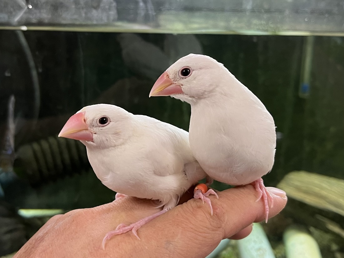 手乗り文鳥 ポロロッカ足柄