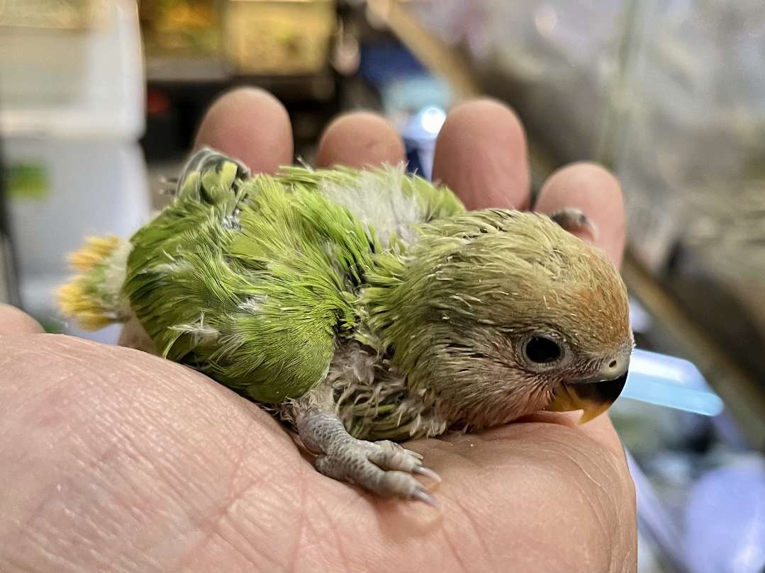 手乗り小桜インコ ポロロッカ足柄