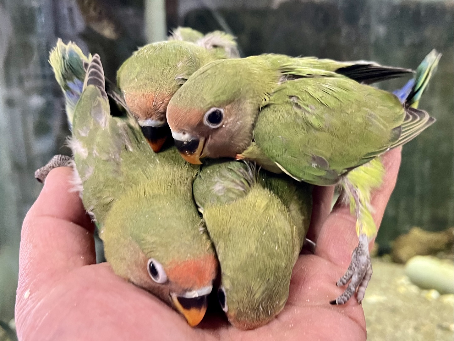 手乗りヤエザクラインコ ポロロッカ足柄