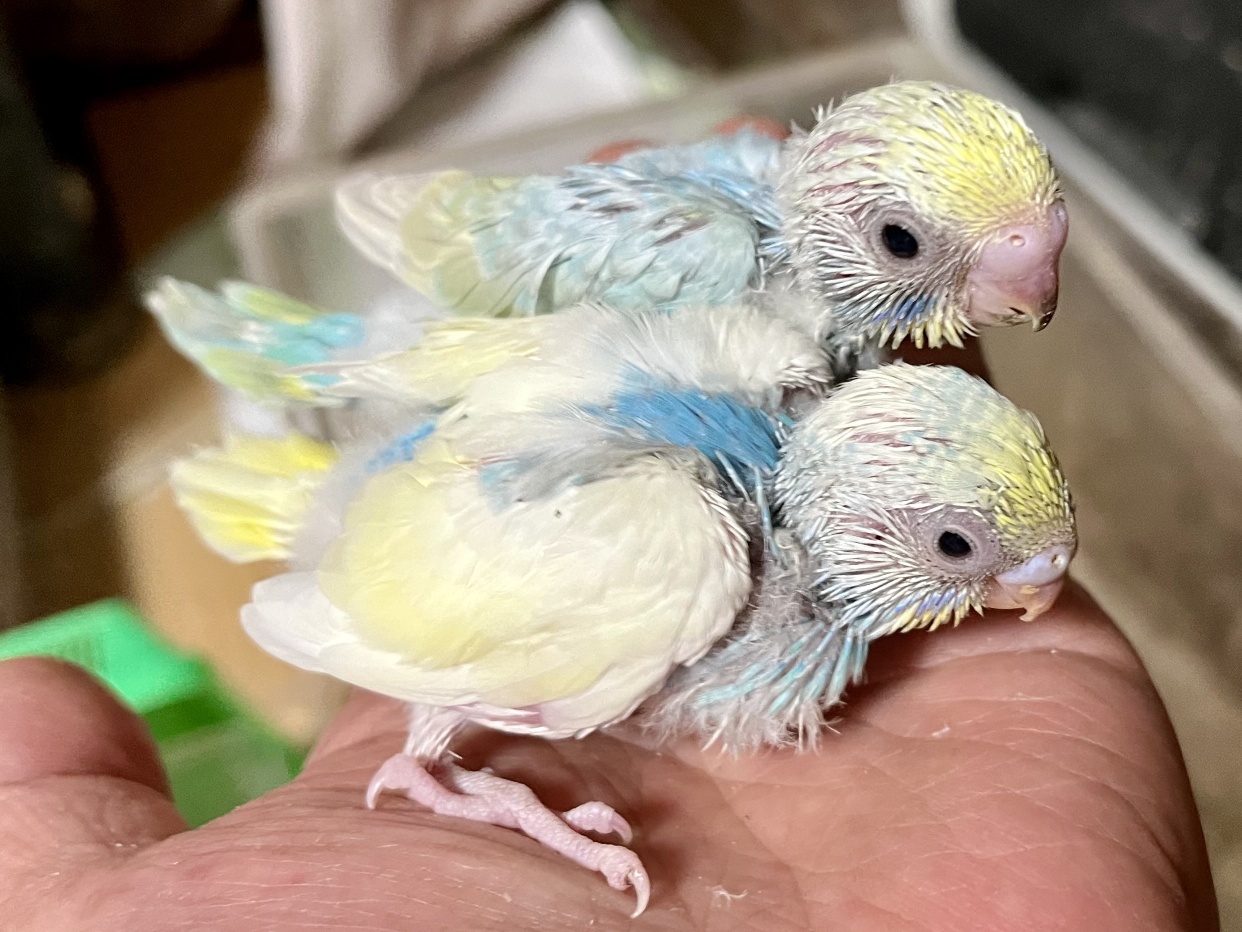 手乗りセキセイインコ ポロロッカ足柄