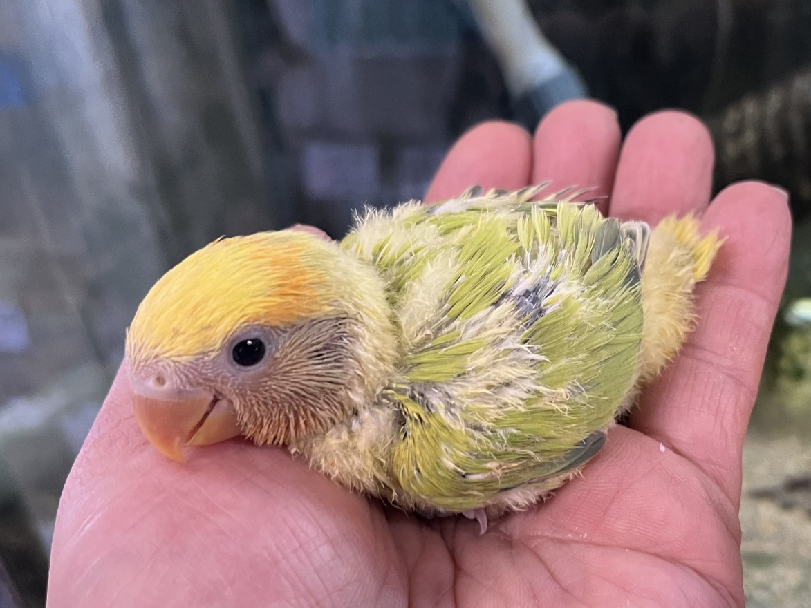 手乗り小桜インコ ポロロッカ足柄