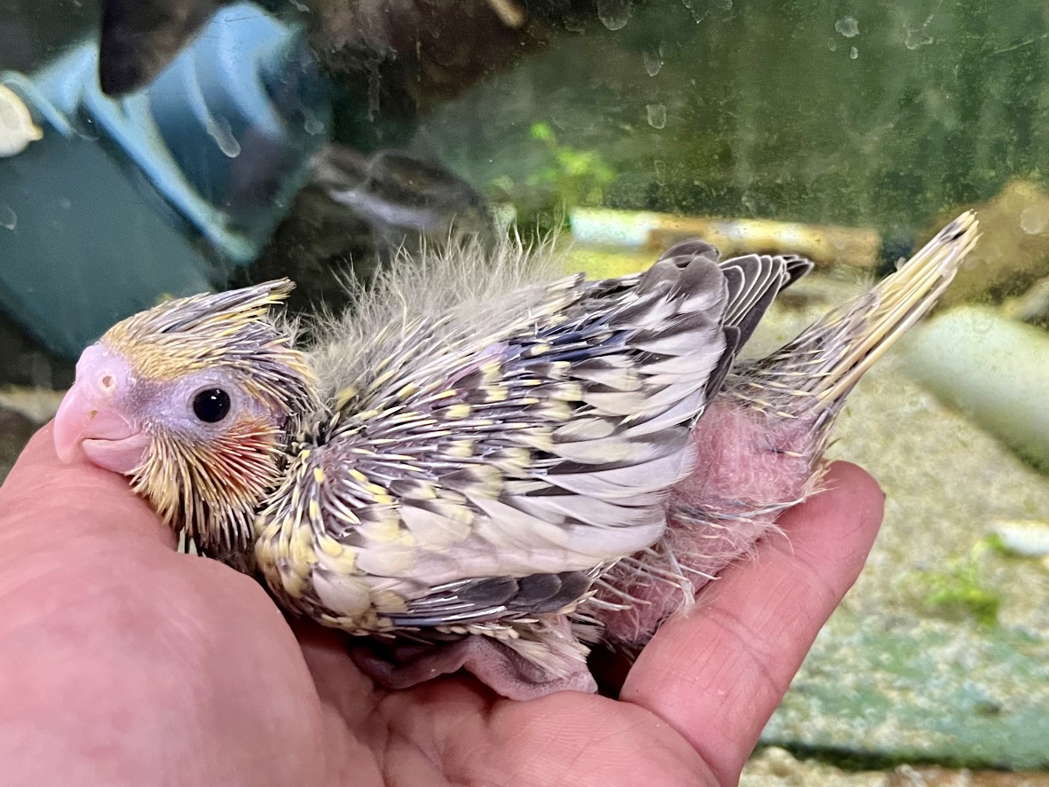 手乗りオカメインコ ポロロッカ足柄