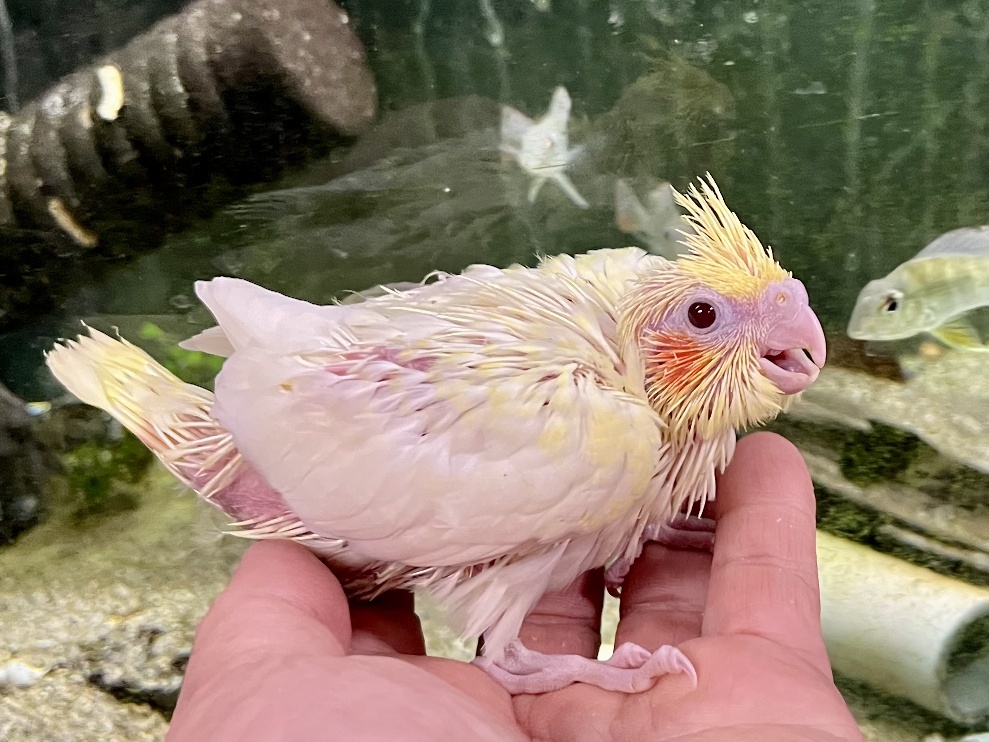 手乗りオカメインコ ポロロッカ足柄