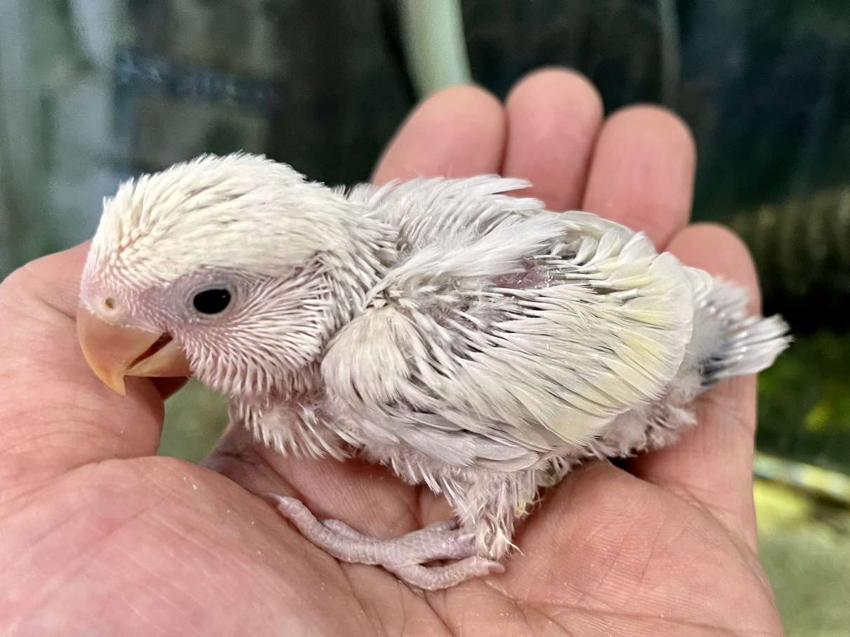 手乗り小桜インコ ポロロッカ足柄