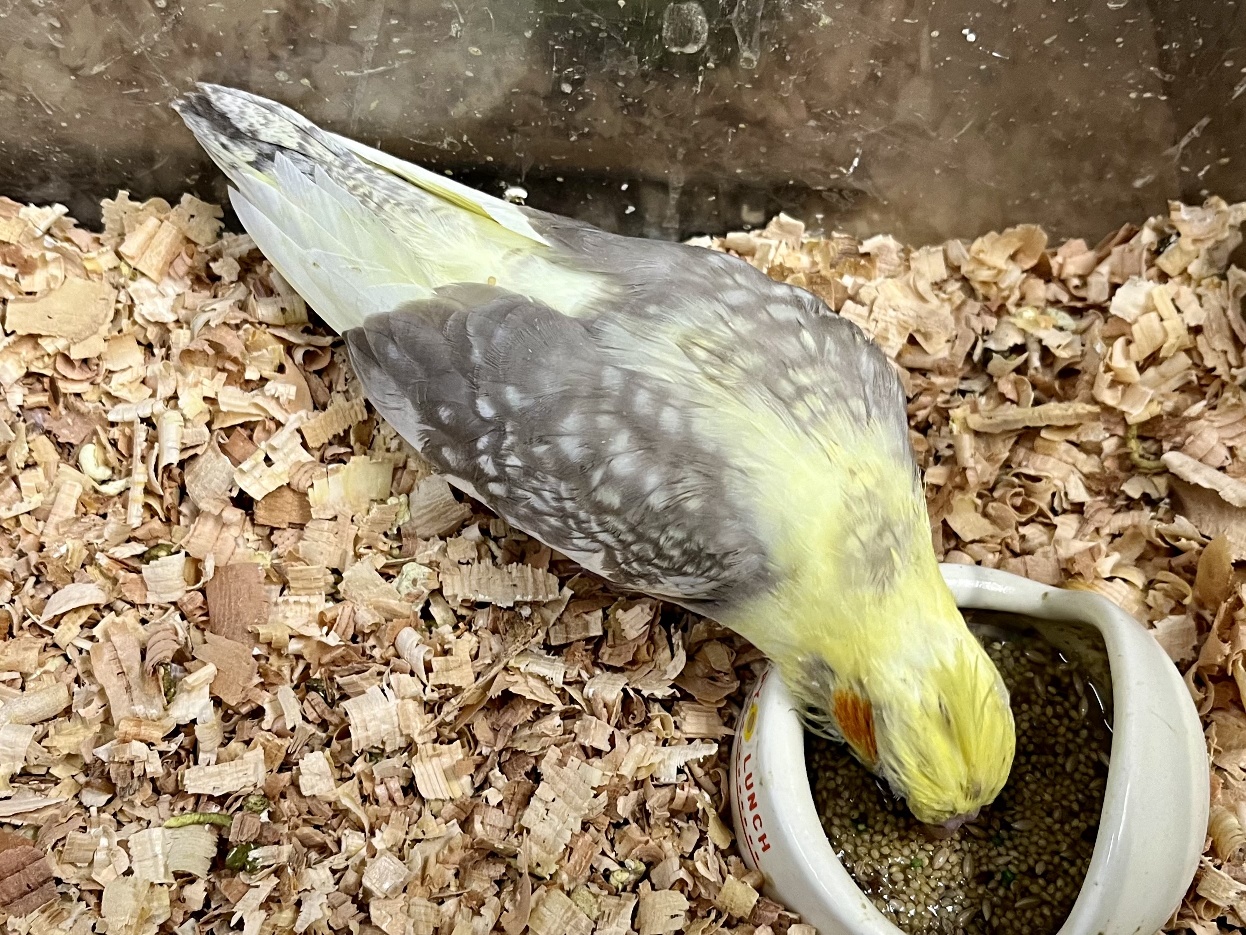 手乗りオカメインコ ポロロッカ足柄