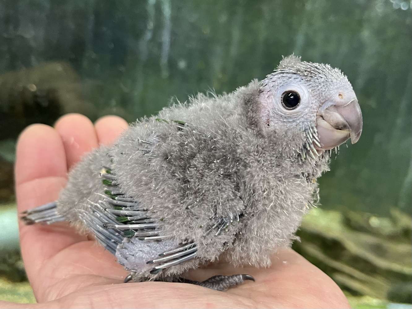 手乗りウロコインコ ポロロッカ足柄