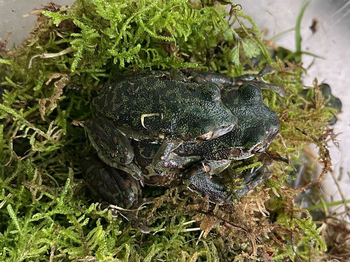 モリアオガエル ポロロッカ足柄