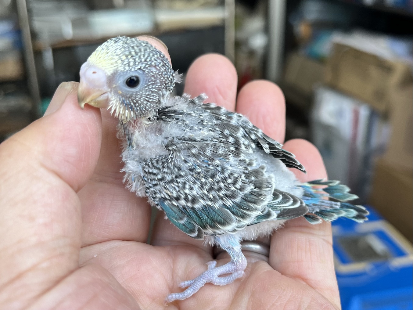 手乗りセキセイインコ ポロロッカ足柄