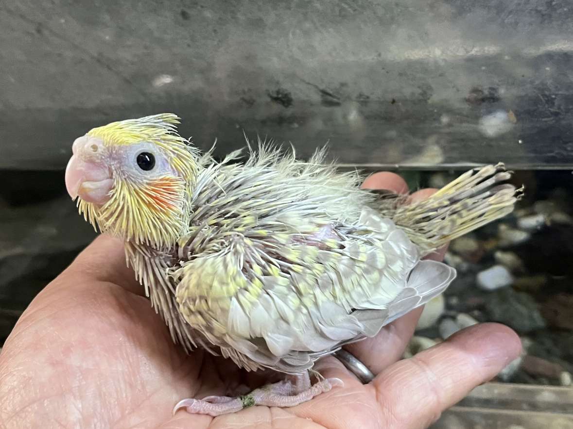 手乗りオカメインコ ポロロッカ足柄