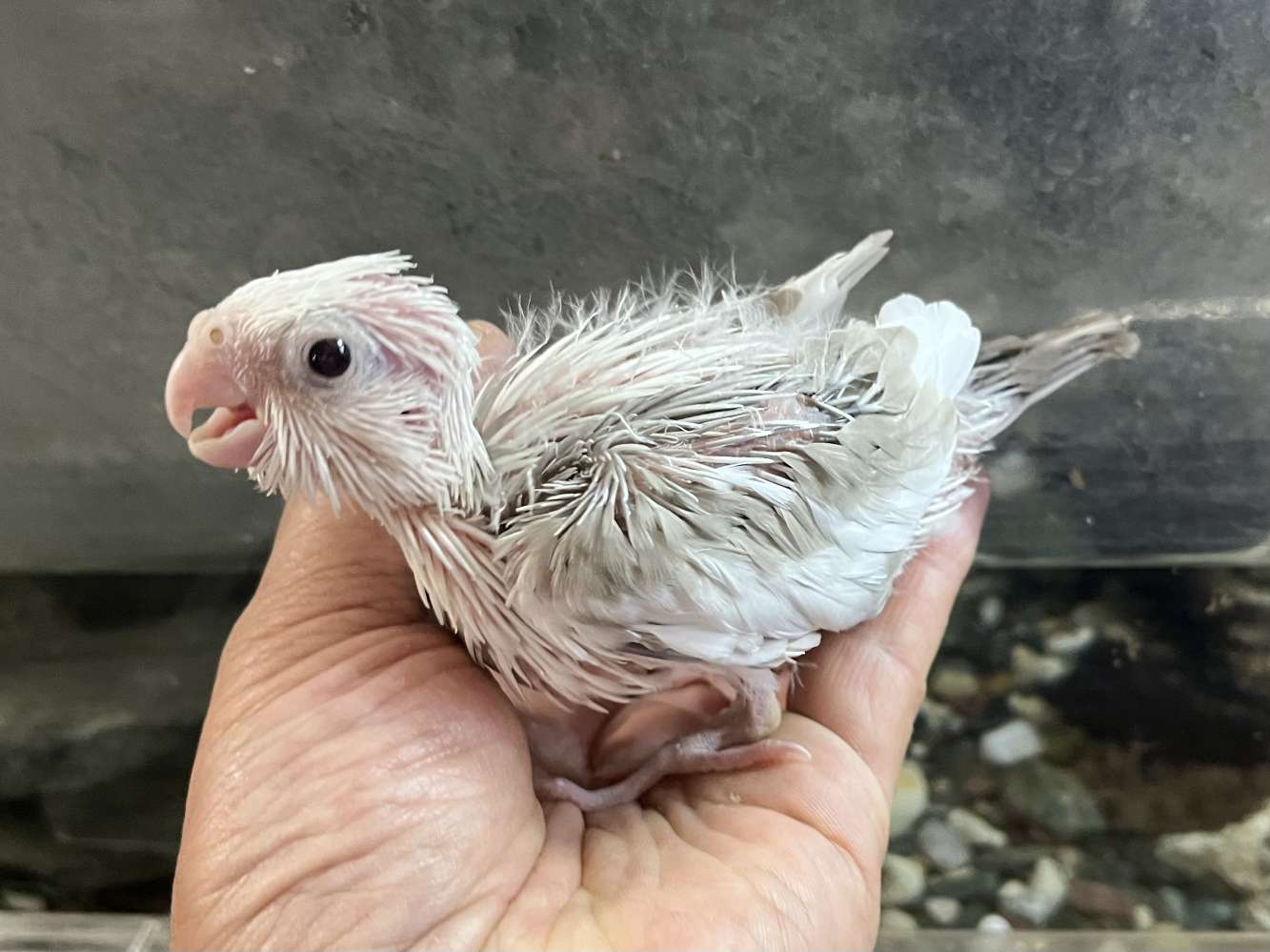 手乗りオカメインコ ポロロッカ足柄