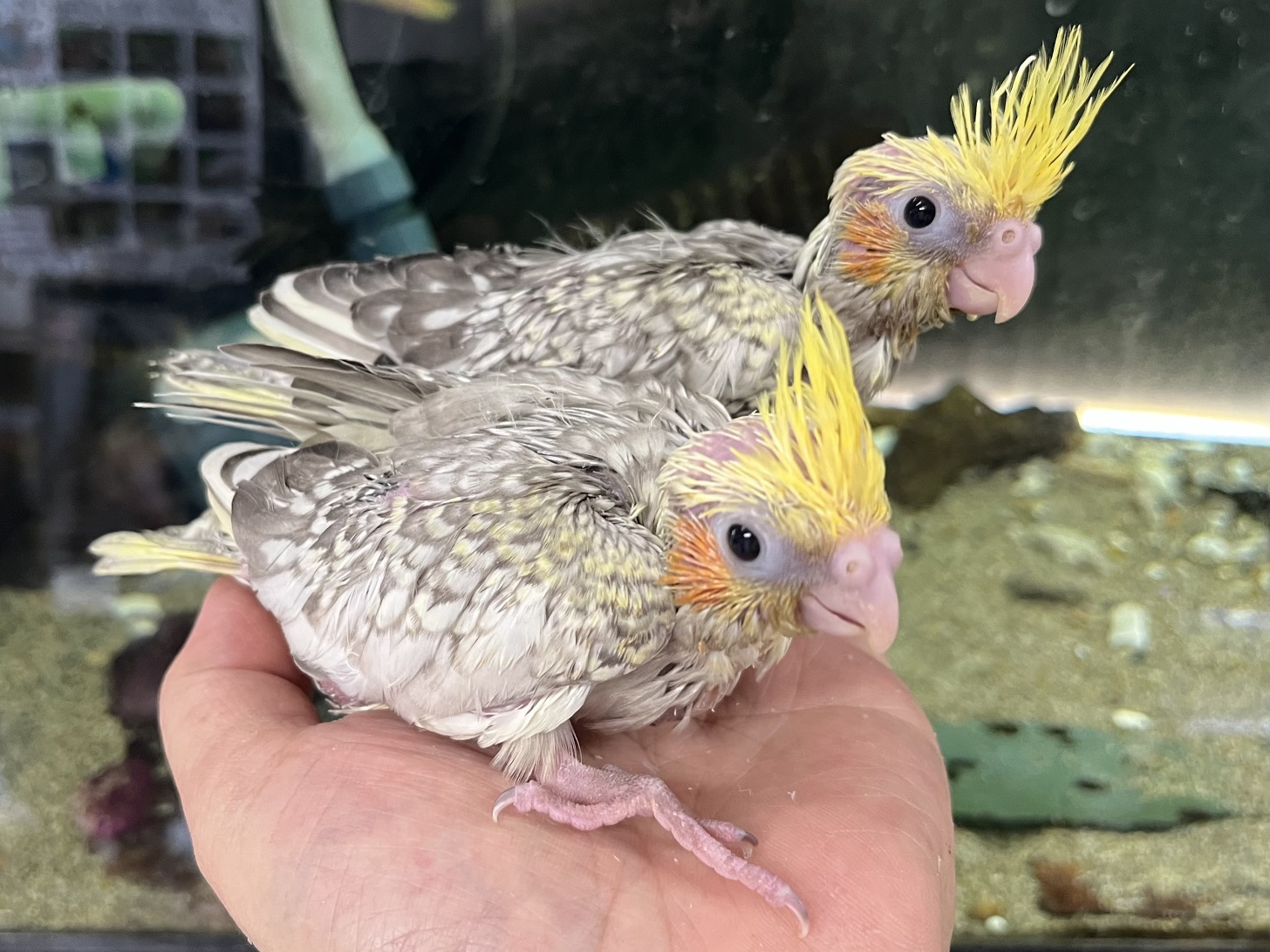 手乗りオカメインコ ポロロッカ足柄