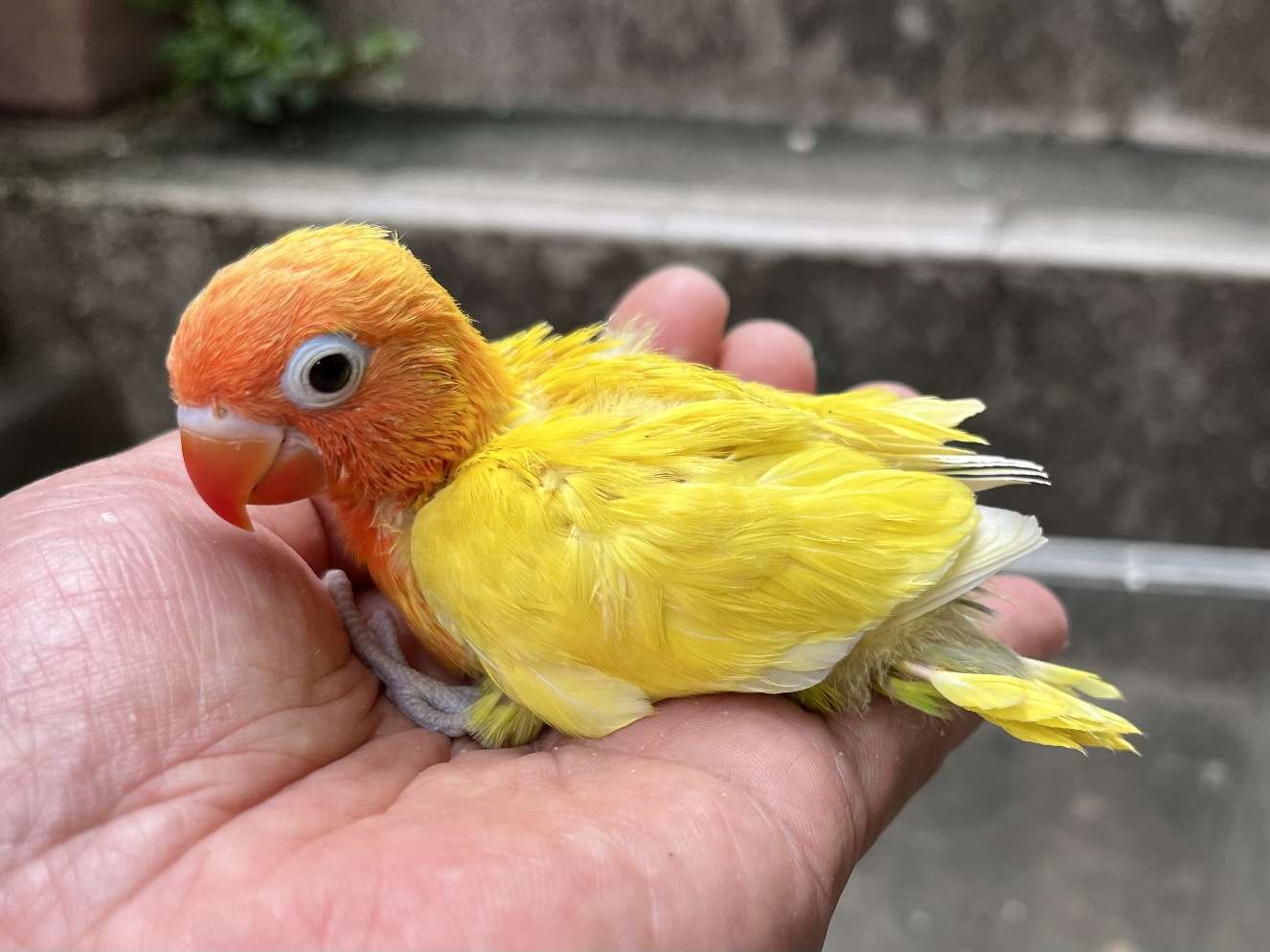 手乗りボタンインコ ポロロッカ足柄