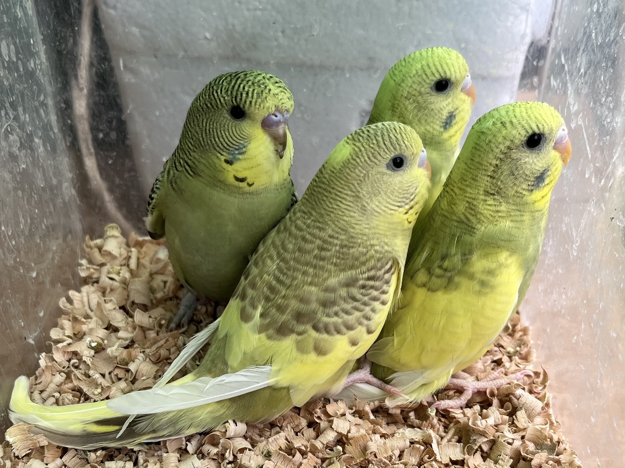 ジャンボセキセイインコ ポロロッカ足柄