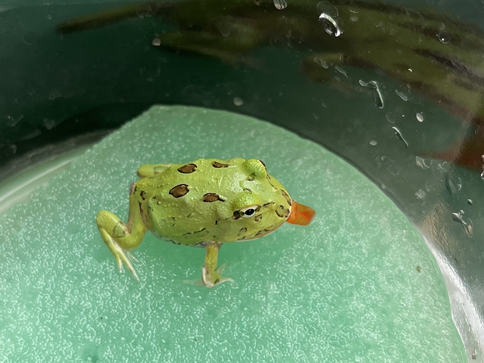 クランウェルツノガエル オタマ ポロロッカ足柄