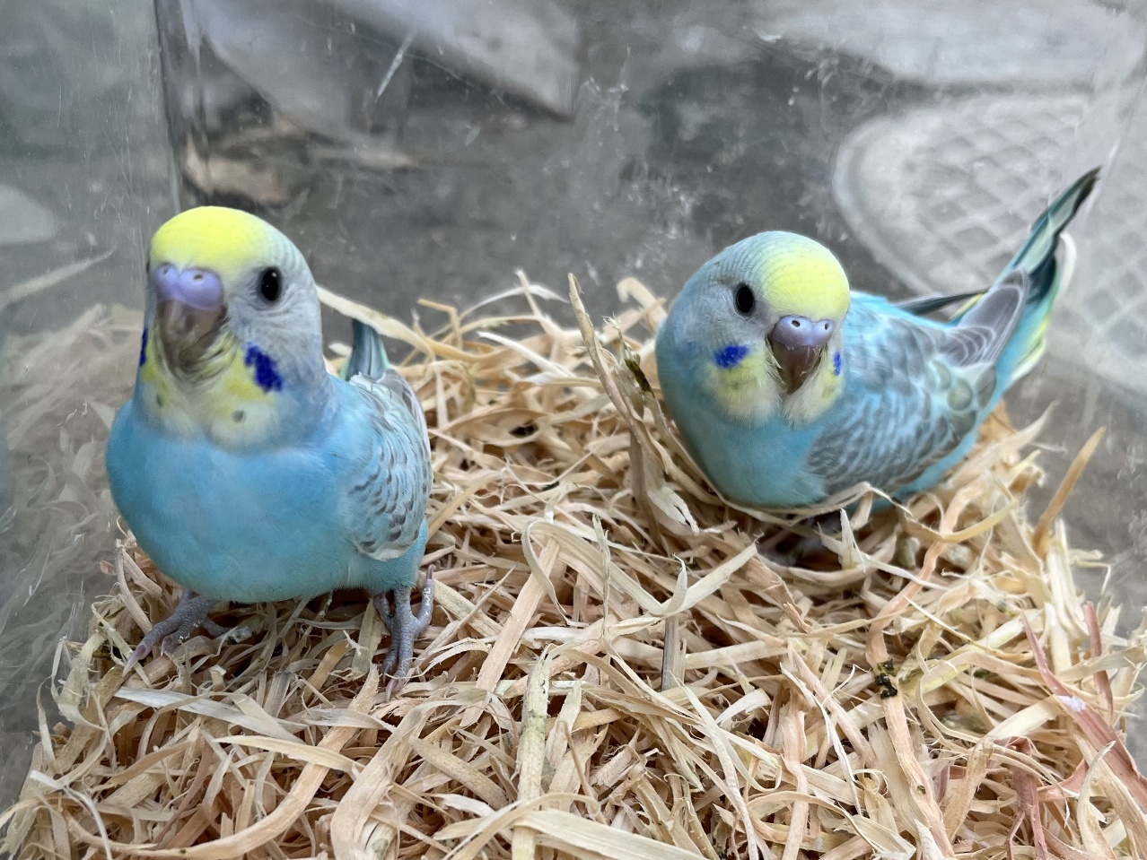 手乗りセキセイインコ ポロロッカ足柄