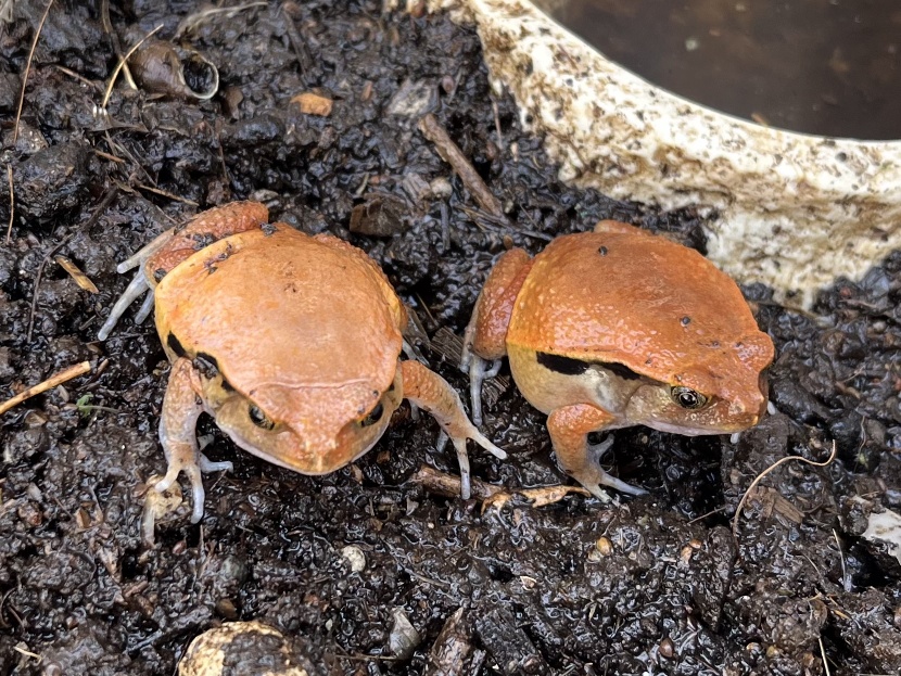 アカトマトガエル ポロロッカ足柄