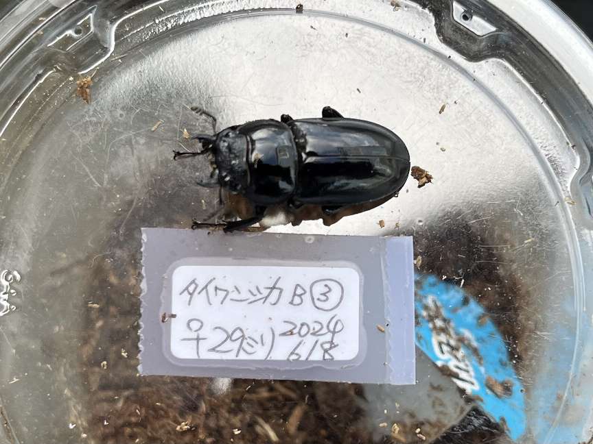 タイワンシカクワガタ ポロロッカ足柄