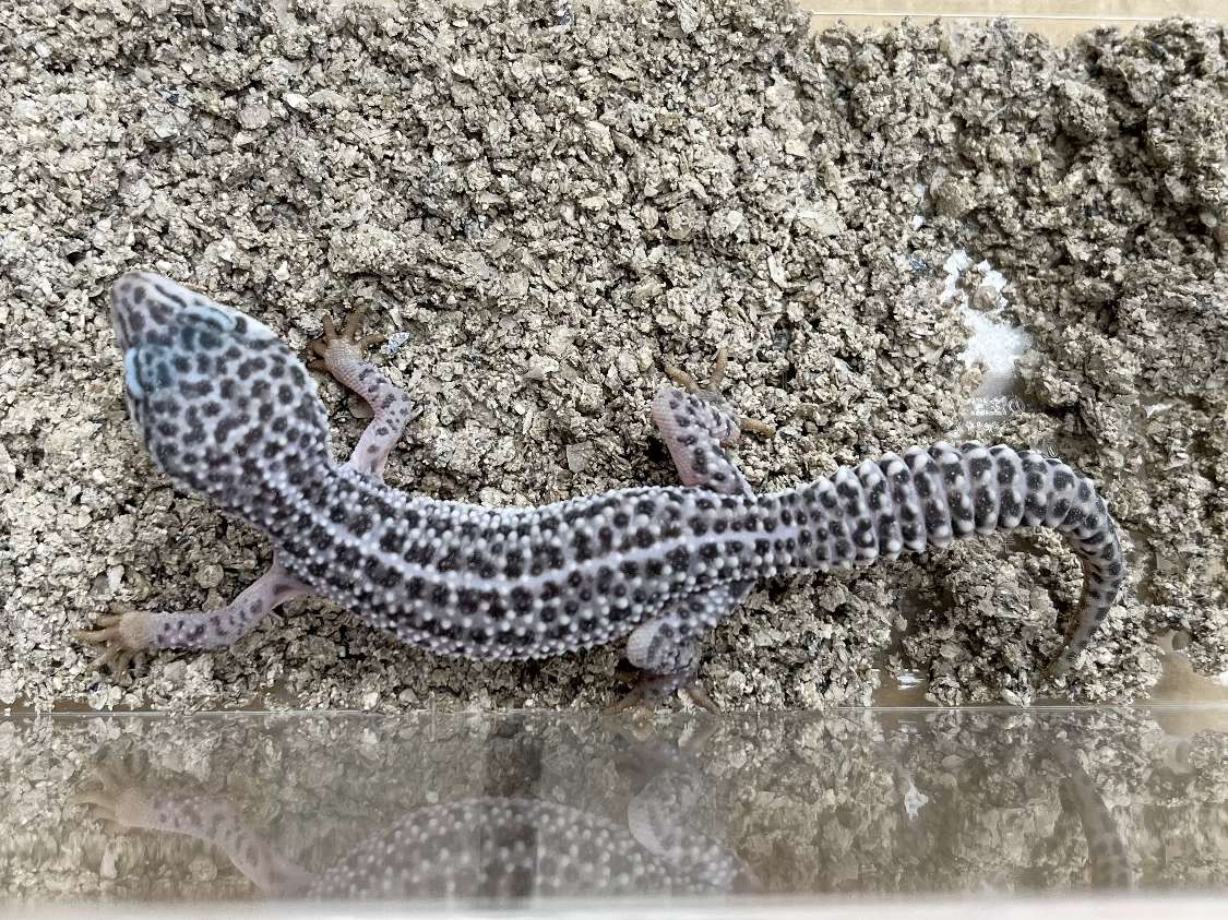 ヒョウモントカゲモドキ ポロロッカ足柄