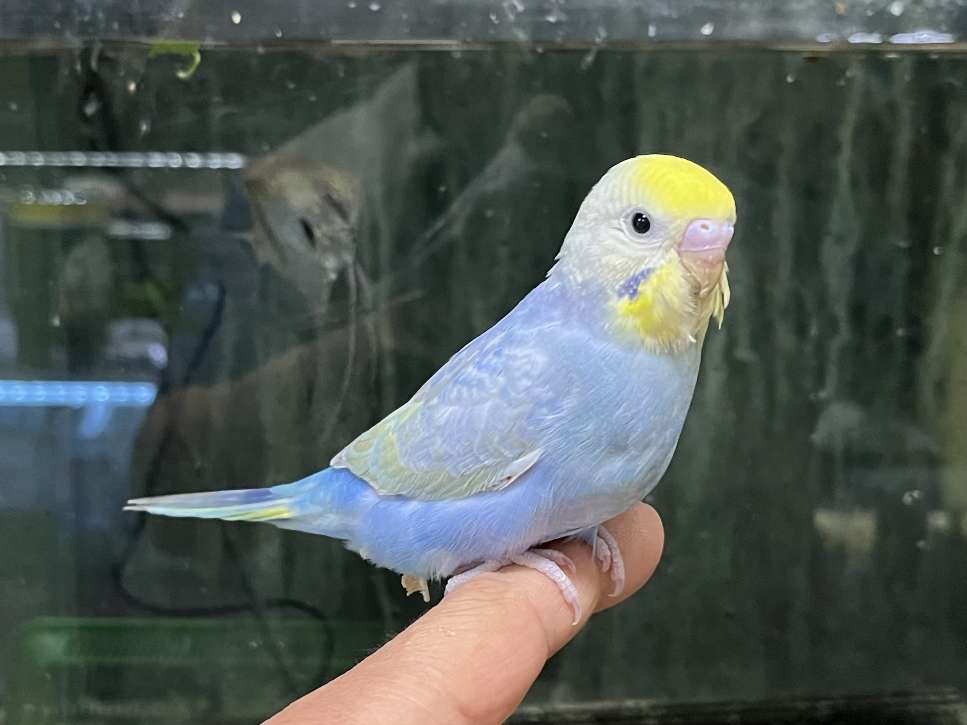 手乗りセキセイインコ ポロロッカ足柄