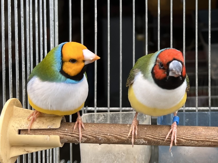 コキンチョウ(胡錦鳥) ポロロッカ足柄