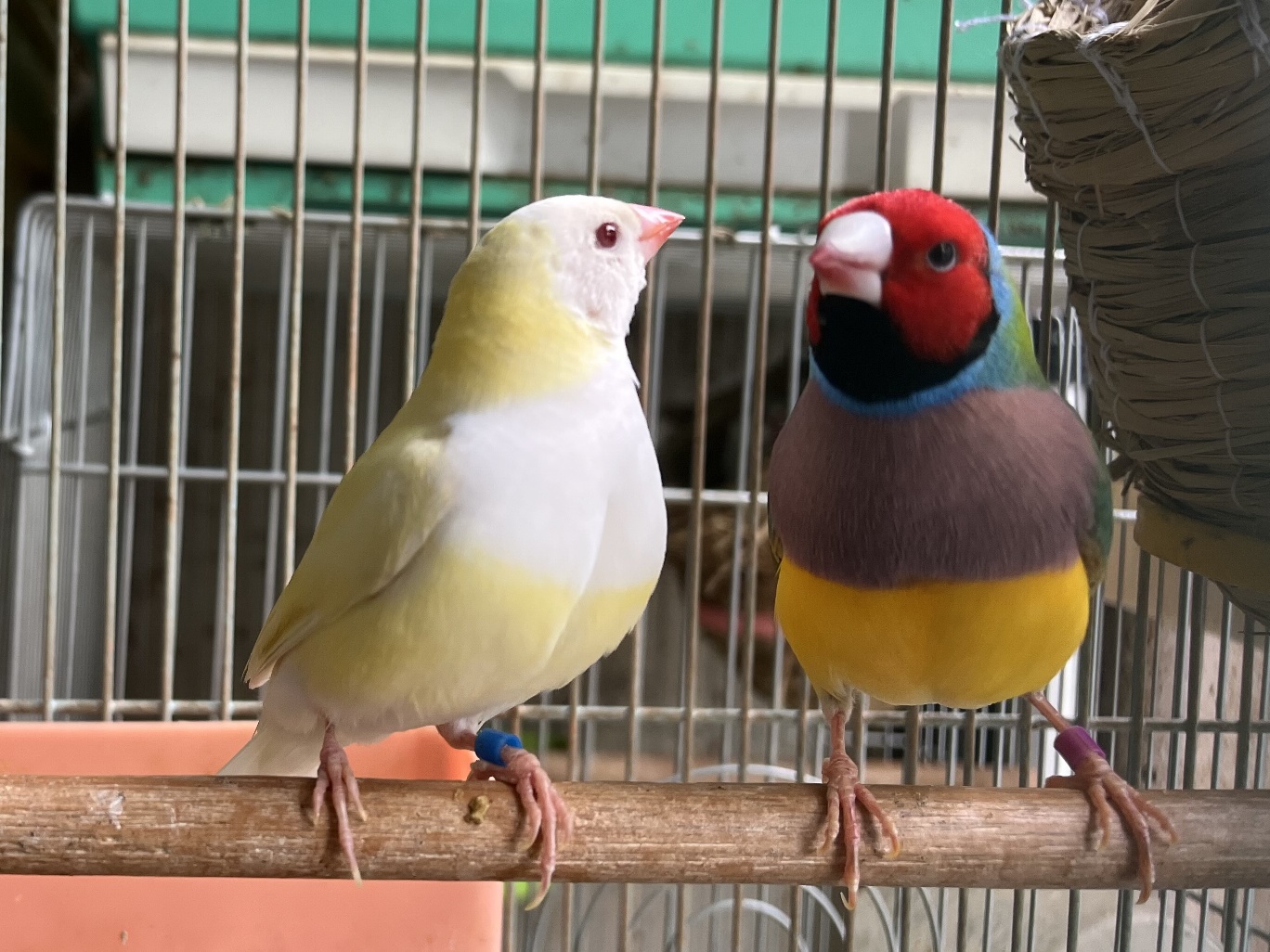 コキンチョウ(胡錦鳥) ポロロッカ足柄