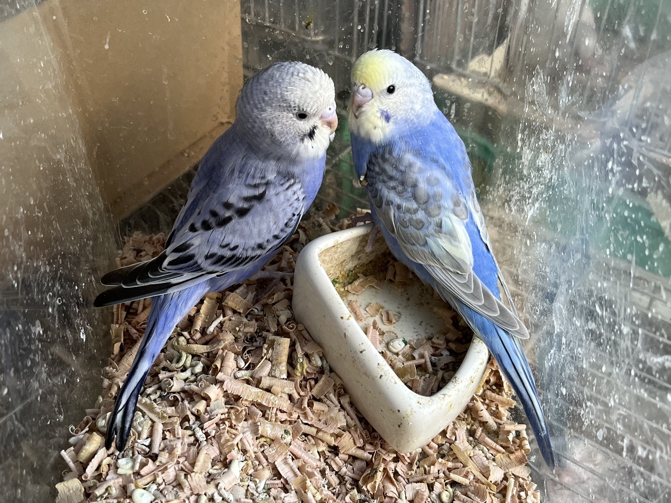 手乗りセキセイインコ ポロロッカ足柄