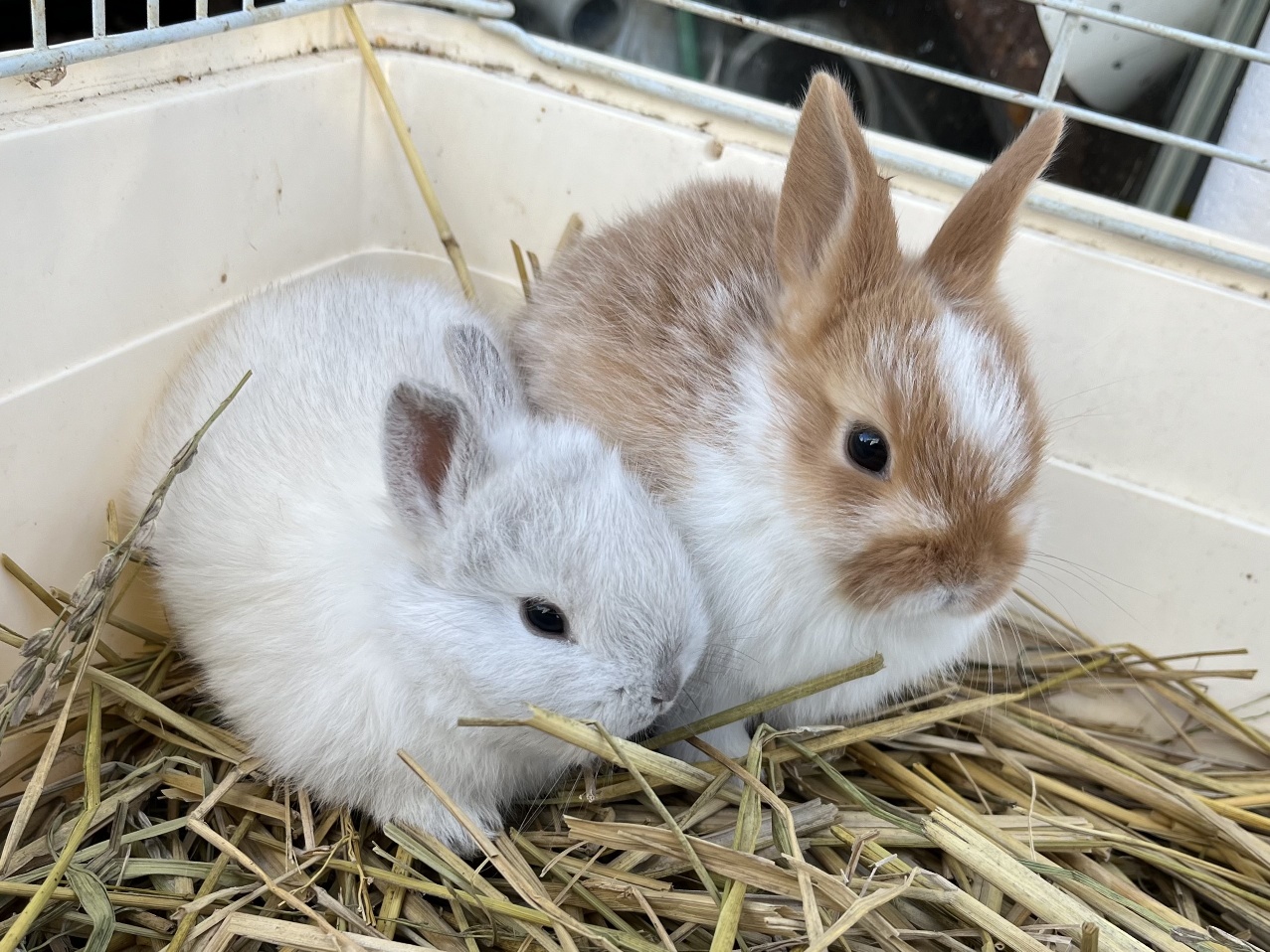 ネザーランド×ロップイヤー ポロロッカ足柄