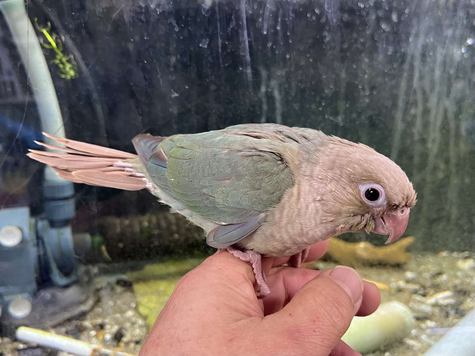 手乗りウロコインコ ポロロッカ足柄