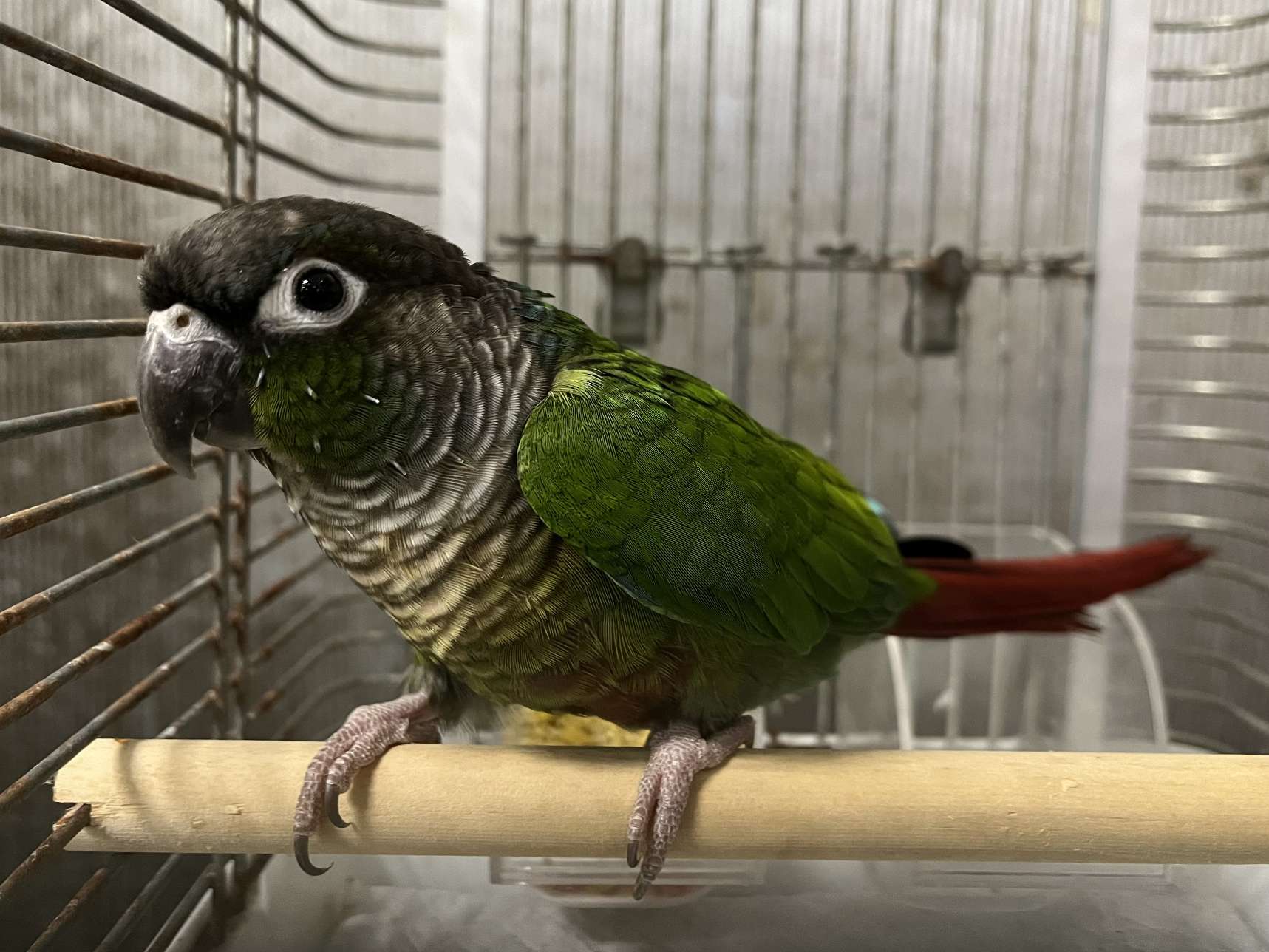 ホオミドリアカオウロコインコ ポロロッカ足柄